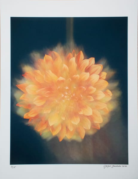 Sun Dahlia From The Collection Of Davidson College Artwork Archive