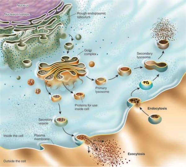 Endomembrane System In Eukaryotic Cell From The Collection Of Guild Of