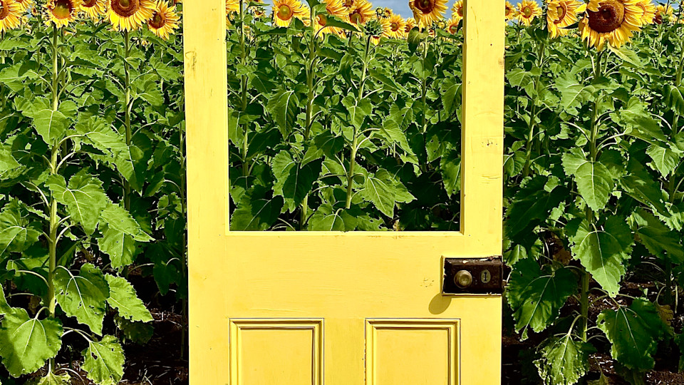 Sunflower festival