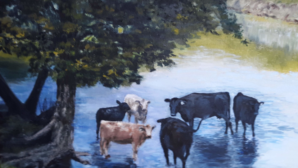 Indian Creek Cows