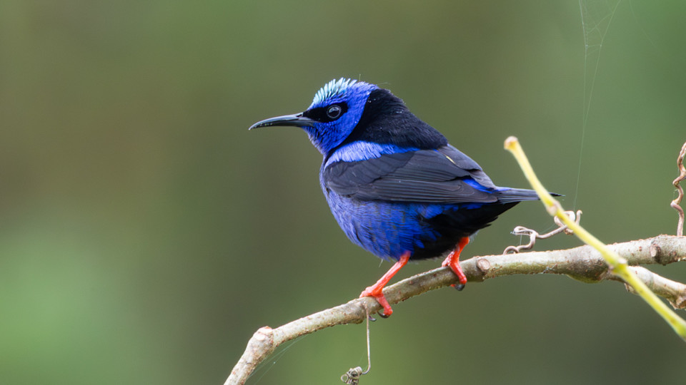 Exploring the Ecological Wonders of Costa Rica's Diverse Regions