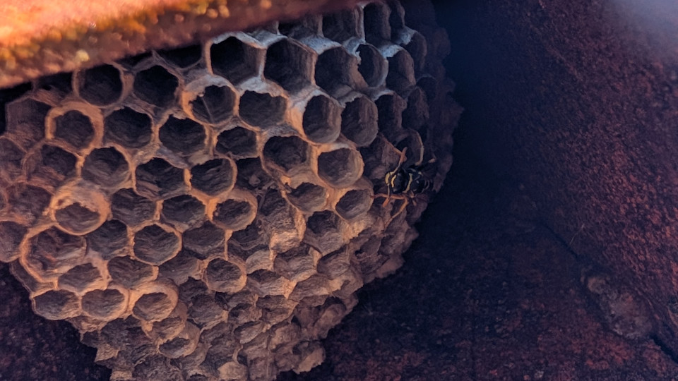 "Bee" a Good Neighbor