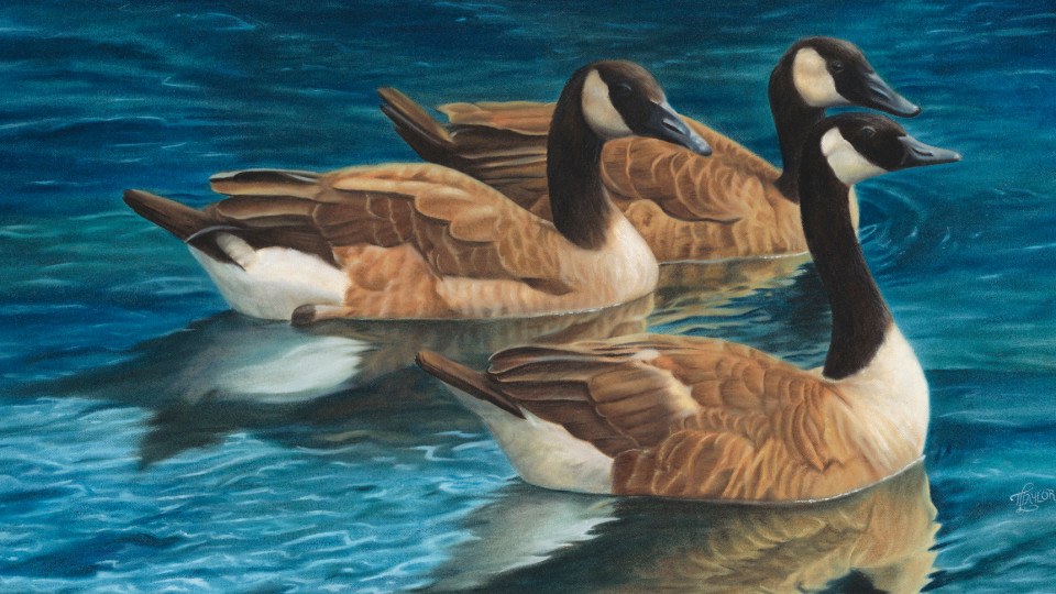 Feathered Friends Exhibition