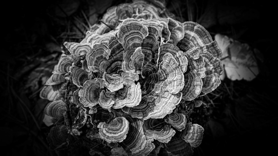 2 Monovisions Honorable Mentions for Series in Mushrooms and a Glass Chapel