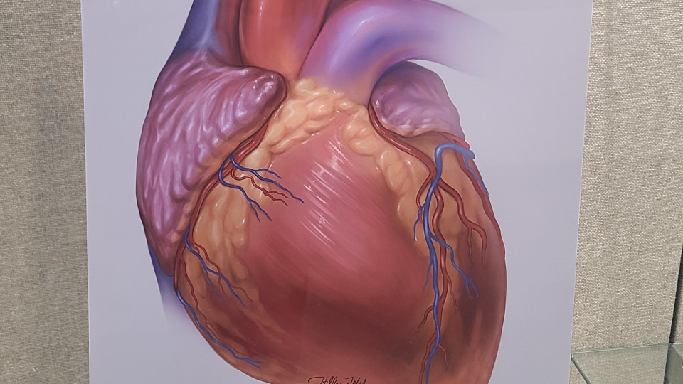 Hillary Wilson - Medical Illustrations presented by Duke Palliative ...
