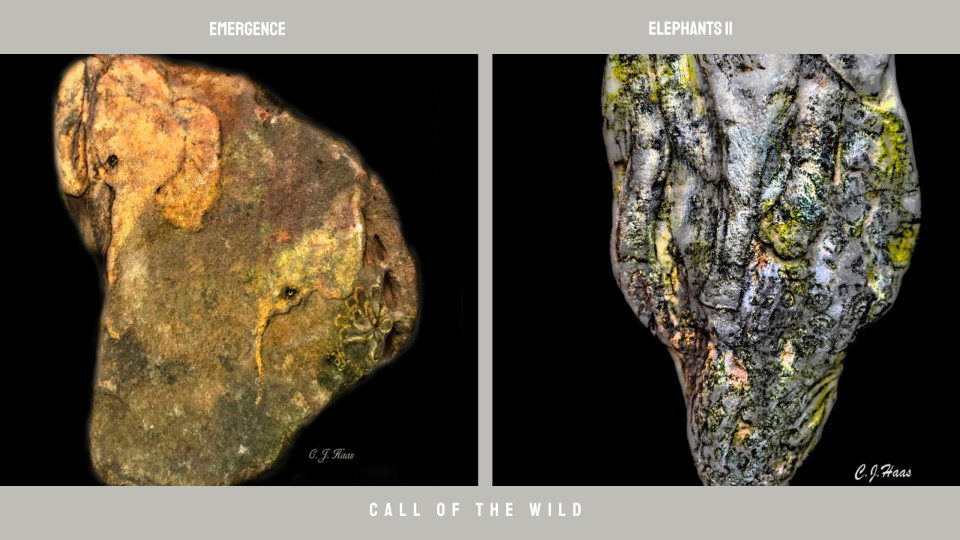 "Call of the Wild" Virtual Exhibition