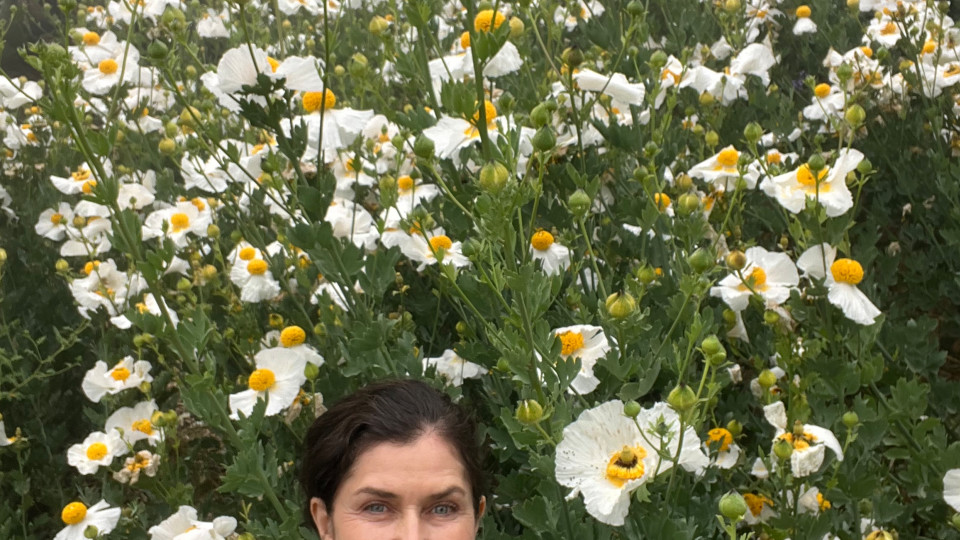 Matilija Poppies