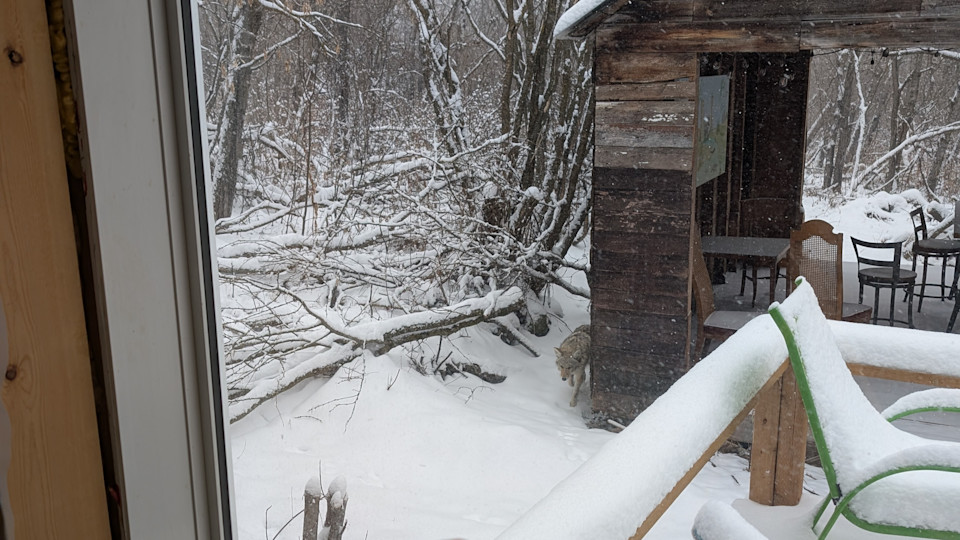 A little coyote visiting 