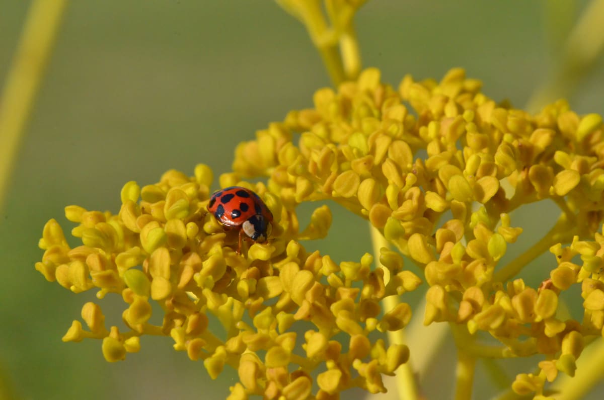 Lady on Yellow by Florence Suen 