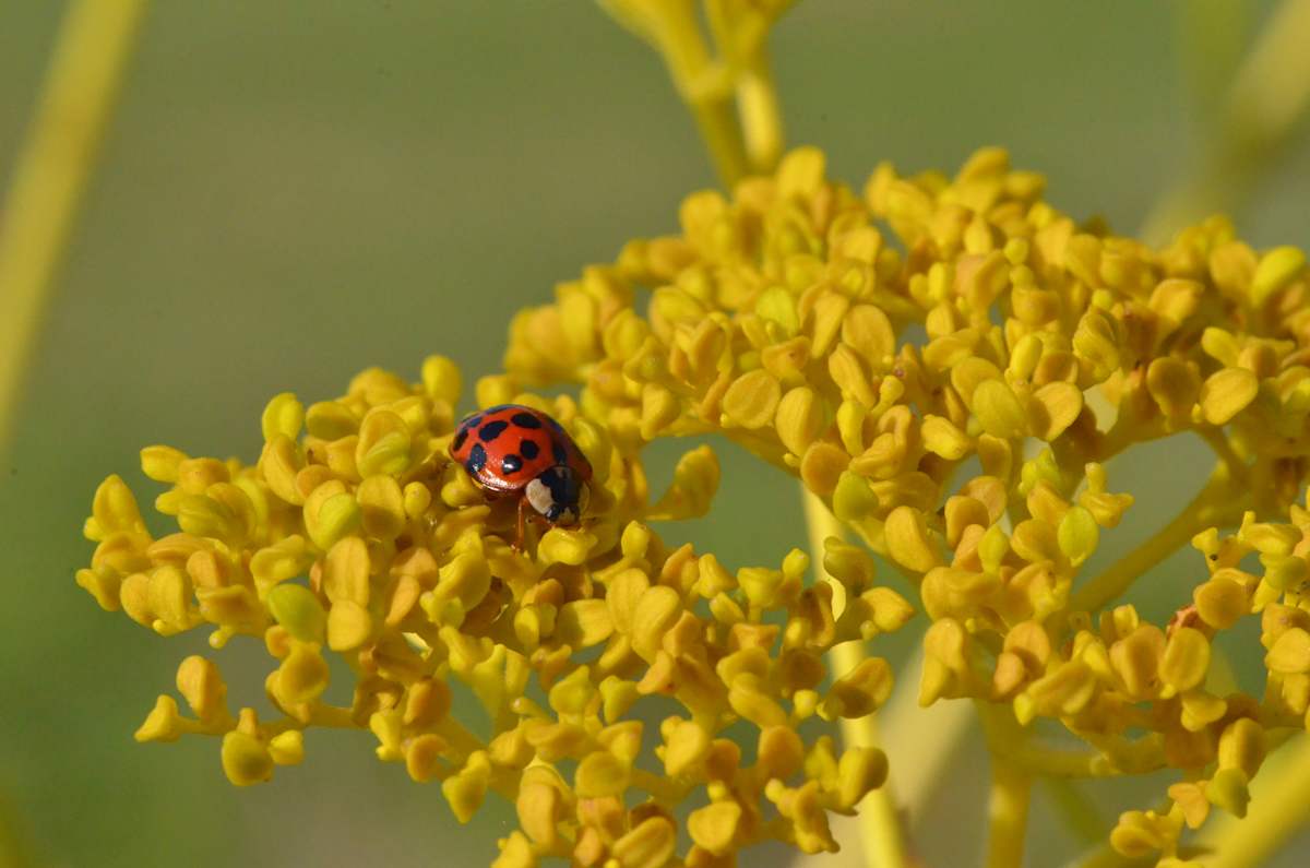 Lady on Yellow by Florence Suen, Image 1.