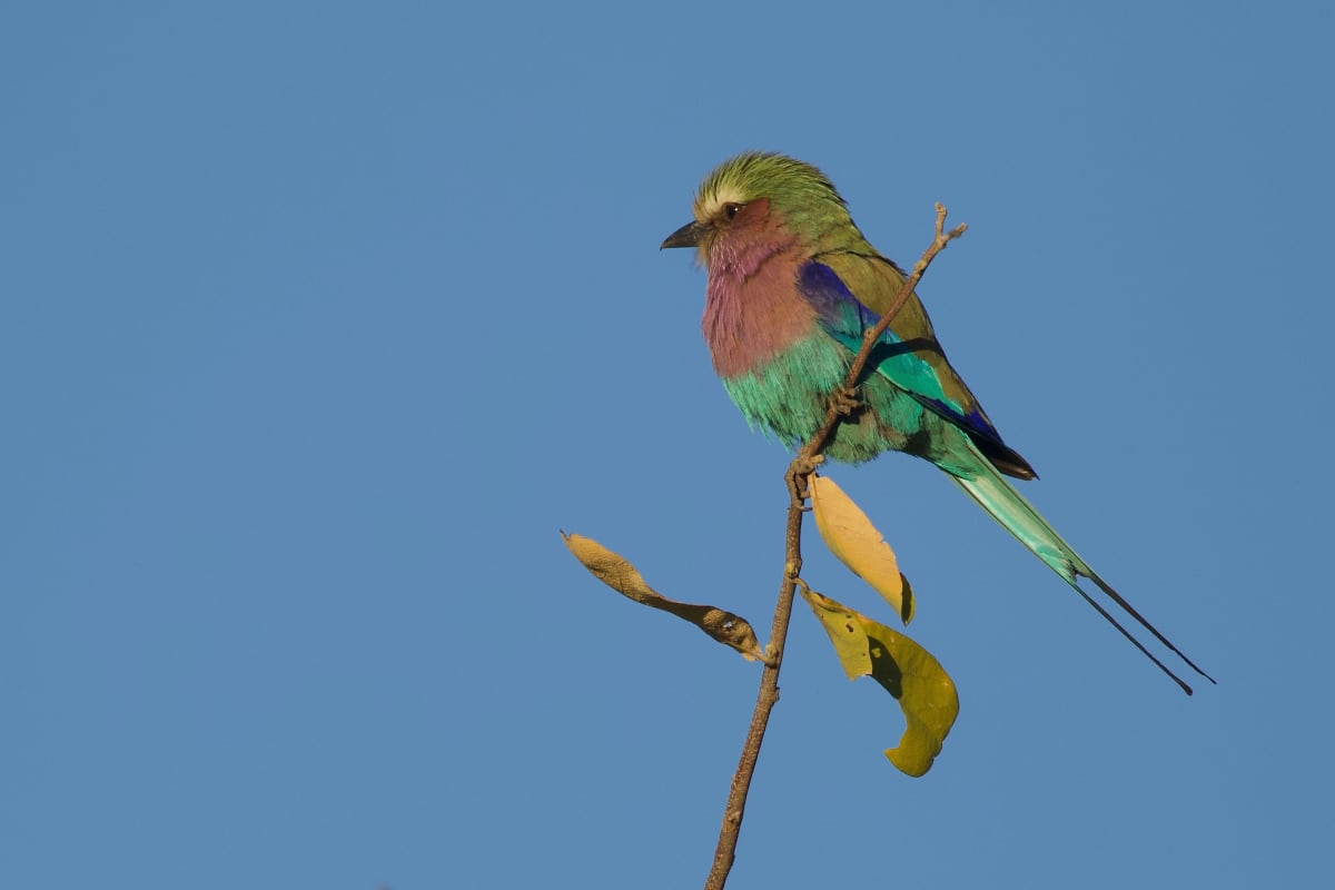 Lilac-Breasted Roller by Marc Boom, MD 