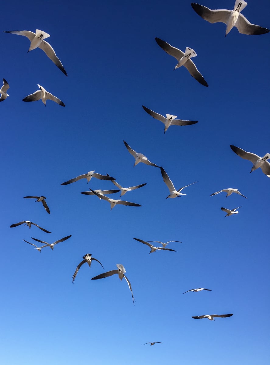 Texas Seagulls by Ziad El-Zaatari, MD, Image 1.