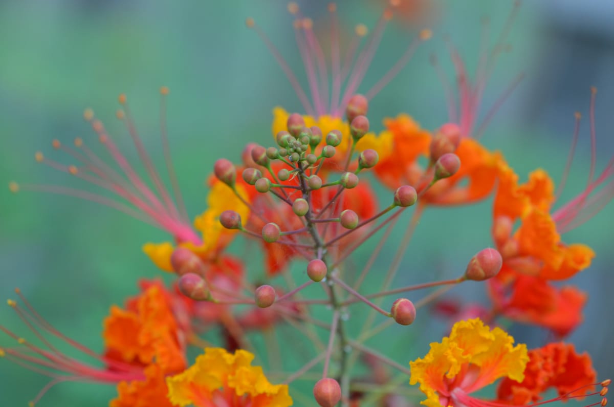 Pride of Barbados by Florence Suen 