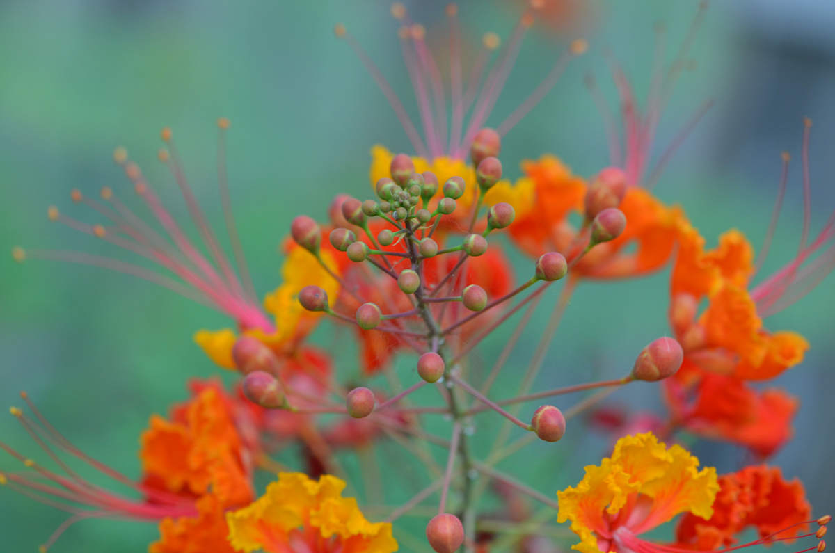 Pride of Barbados by Florence Suen, Image 1.