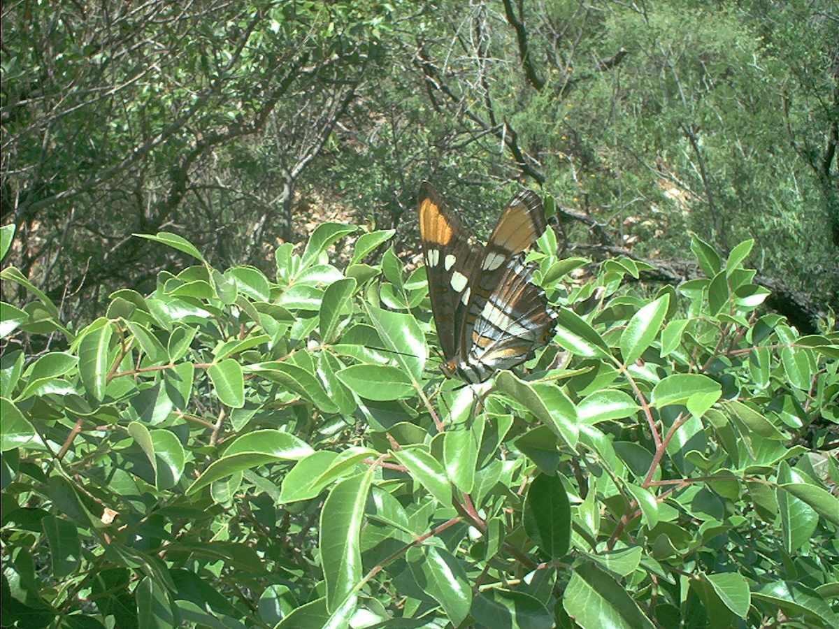 Butterfly Blessing by Bernice Gregory, Image 1.