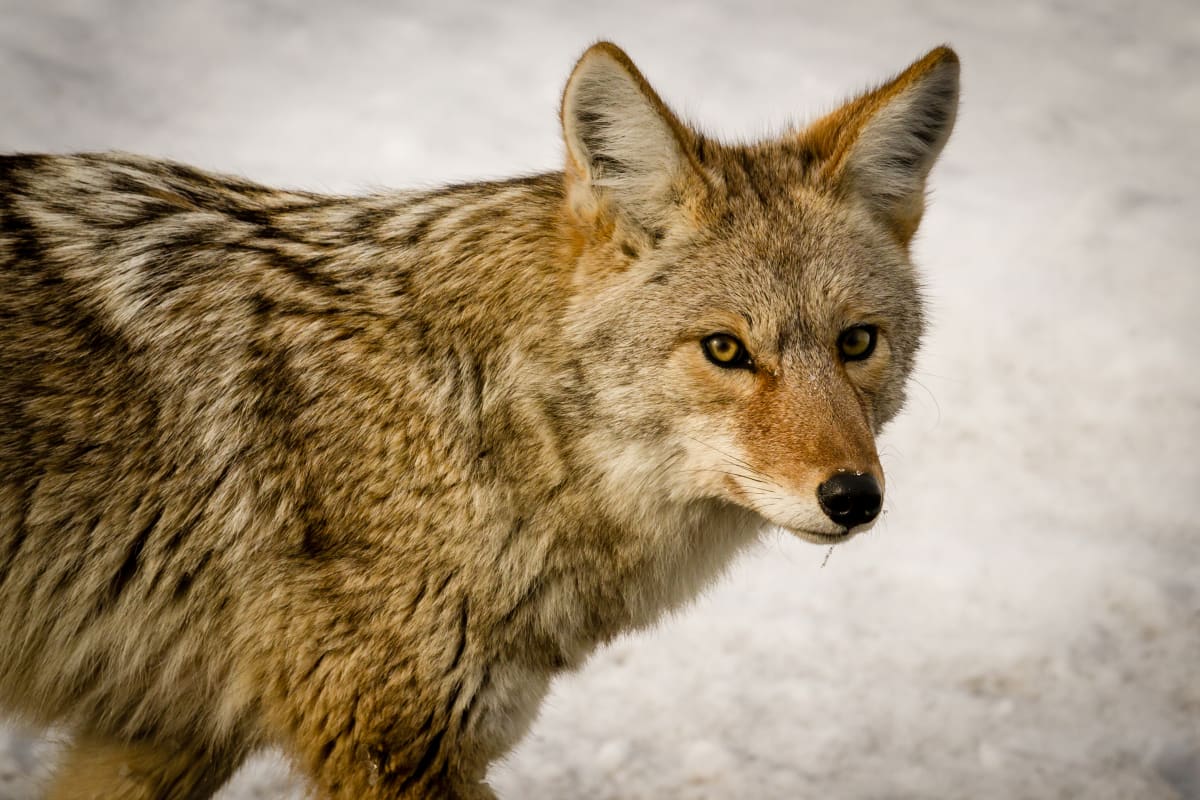 Yellowstone Coyote by Donald N. Westheimer, MD 