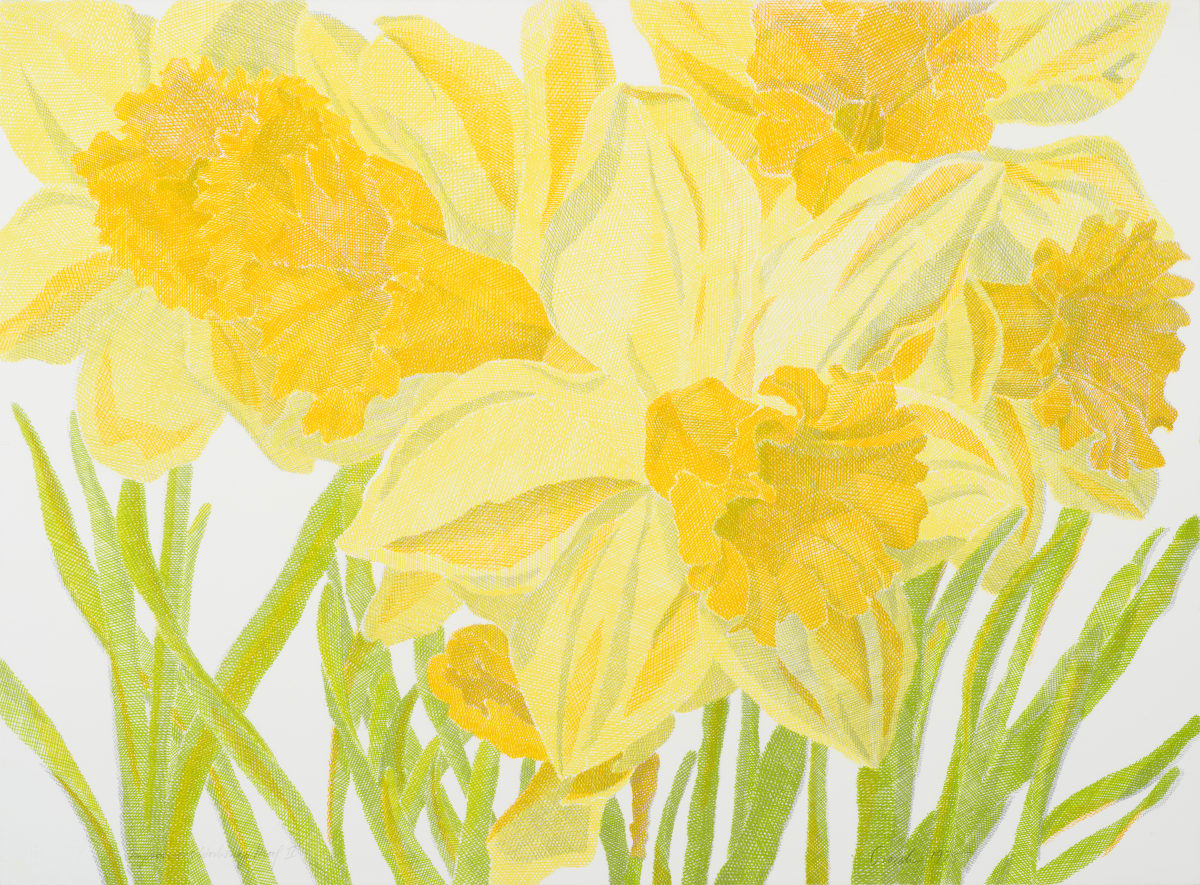 Daffodils by Laura Grosch 