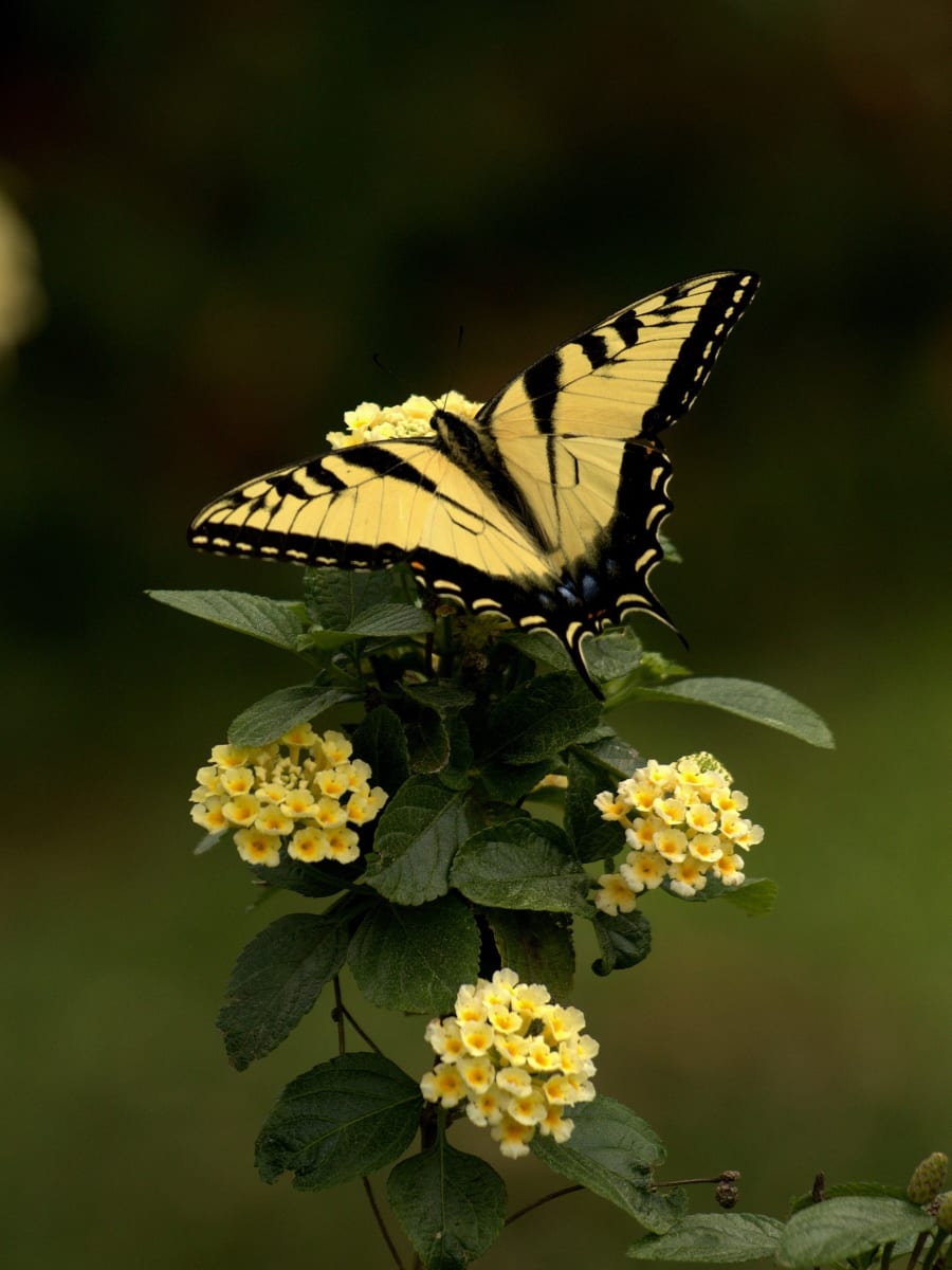 Tiger Swallowtail by Jodi Henricks 