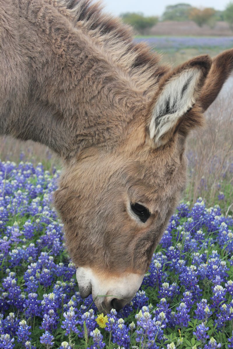 Texas Spring by Carrie Claffey, RN 