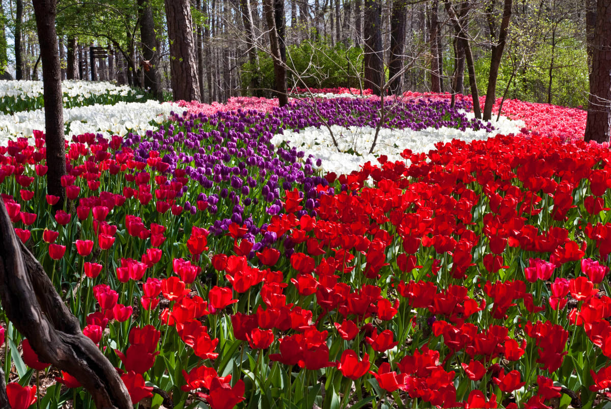 Tulips in a Woodland Garden by Ann Holmes 