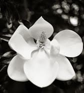 Untitled - 2929 (Magnolia) by Thomas Meyer, Image 1.