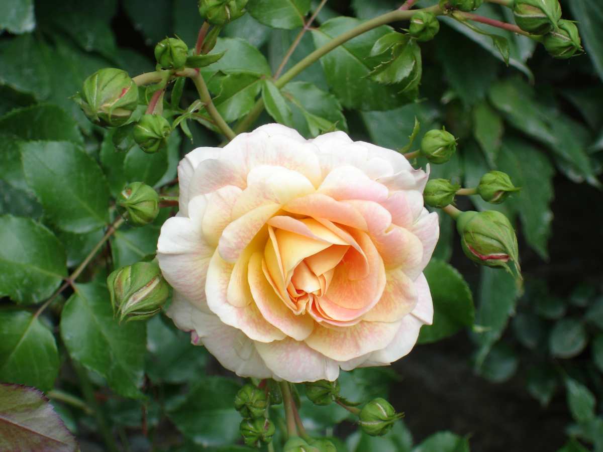 Princess Rose by Marc Moisi, Md, Image 1.