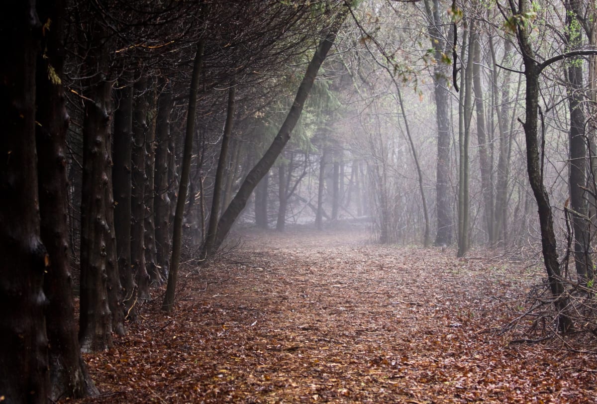 Foggy Woods by Jay Marroquin 