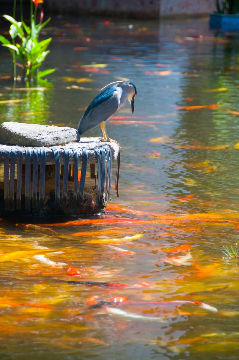 Contemplation by Patrick Reardon, MD 