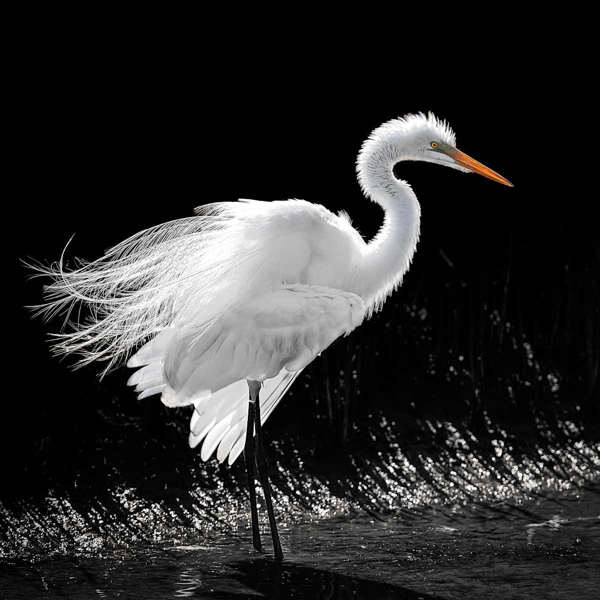 Egret Posing by Lindrel Thompson, Image 1.