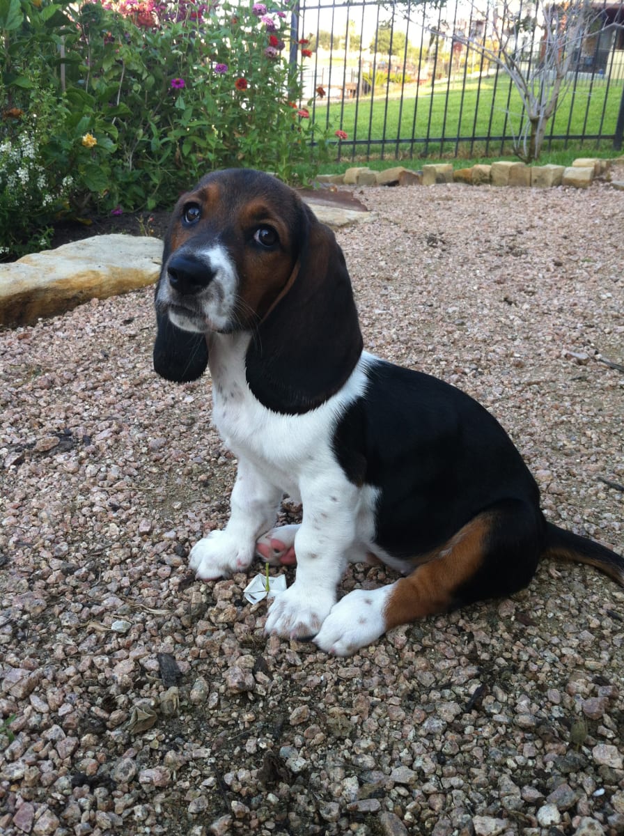 Basset Hound by Heather Bowen 