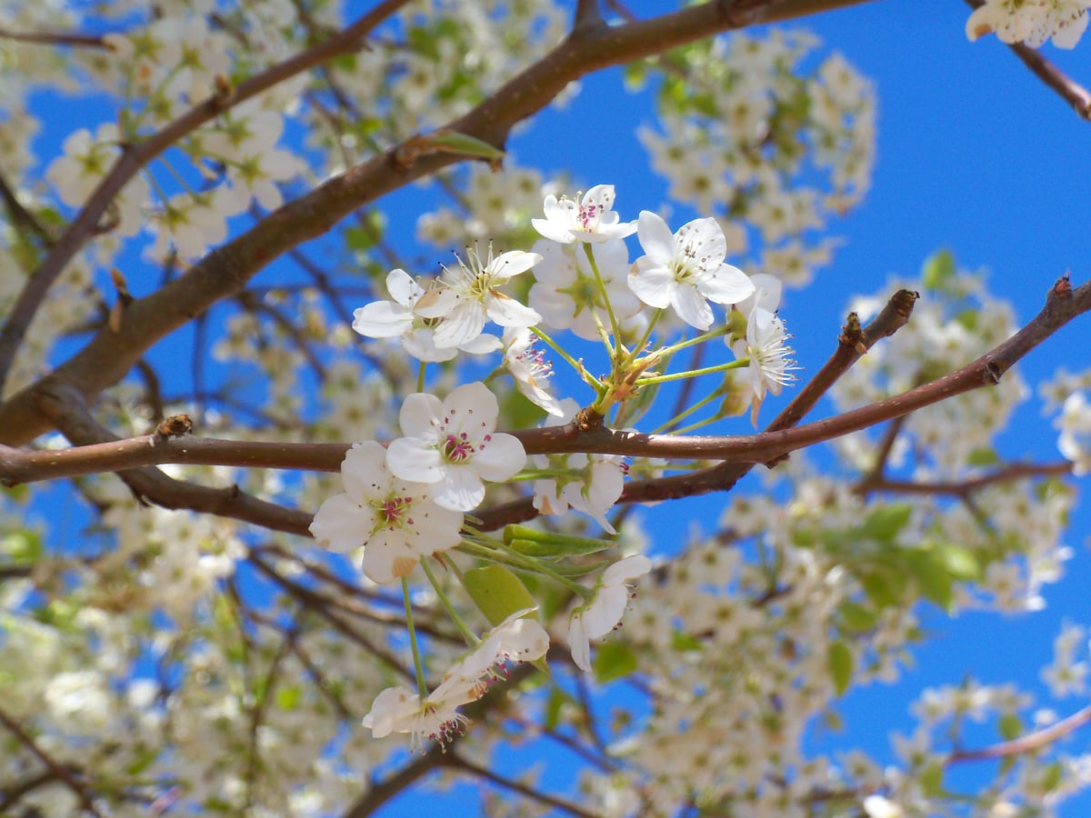 Spring Blooms by Ken Hargett 