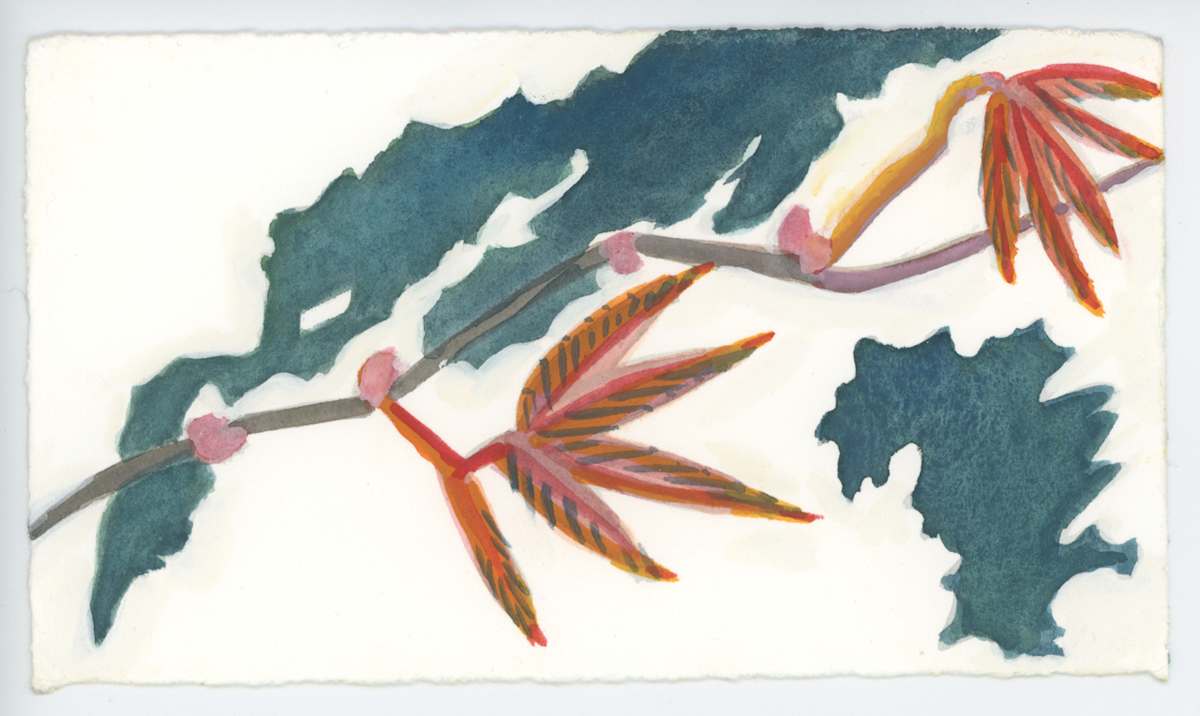 Young Virginia Creeper, #1623, Image 1.