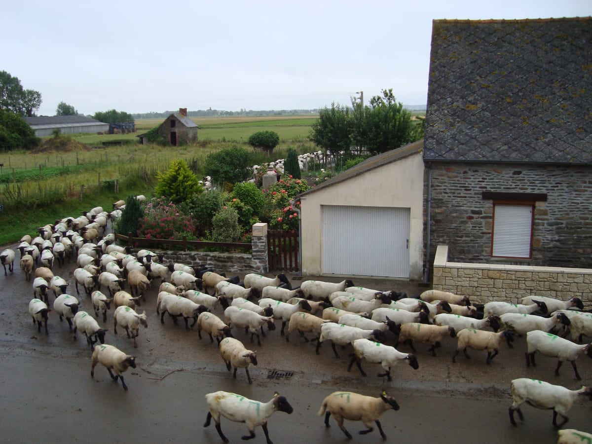 Sheep, Mont Ste Michel by Sally Southerlan, RN 