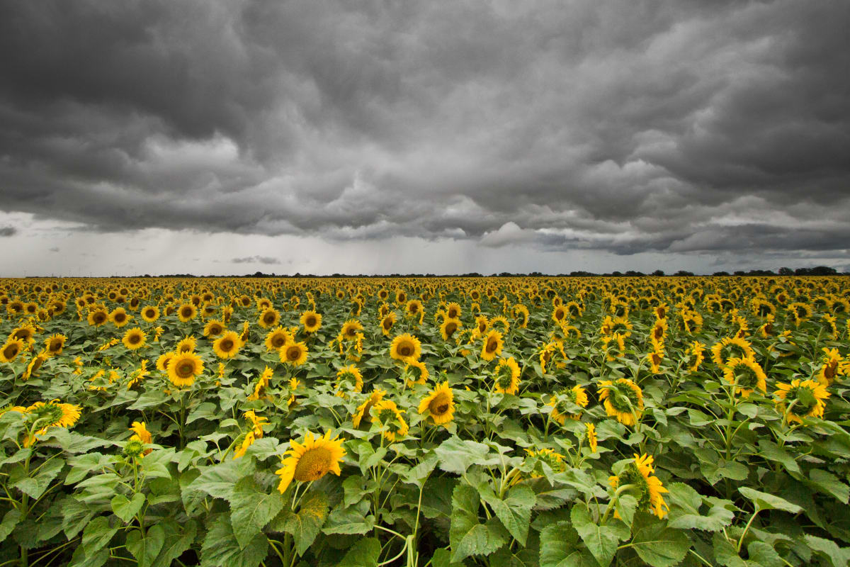 Summer Storm by Kirk Holt 