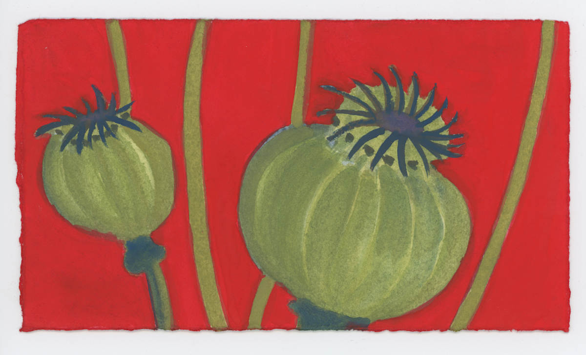 Poppy Seed Pods, #1641, Image 1.