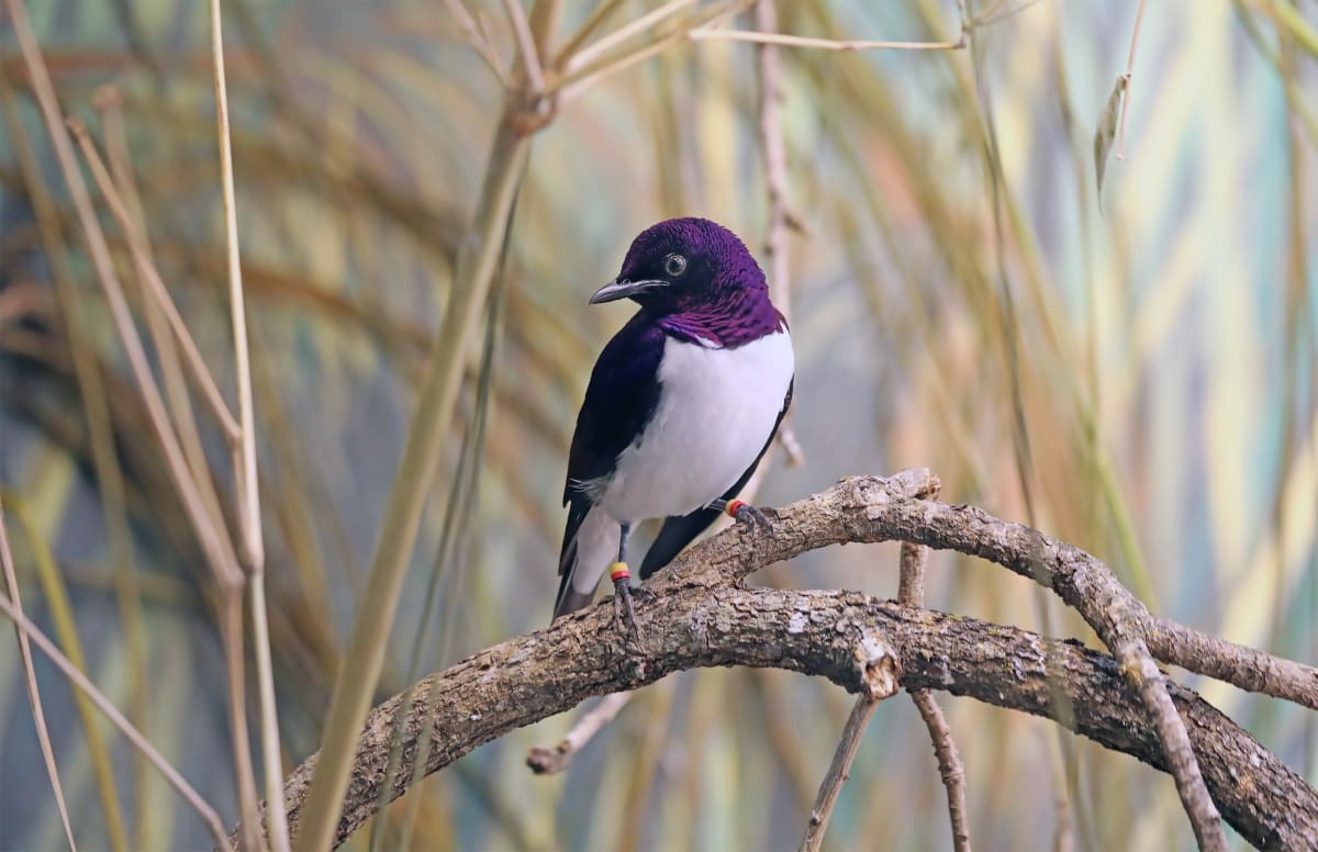 Prince Starling by Debra Penney, RN 