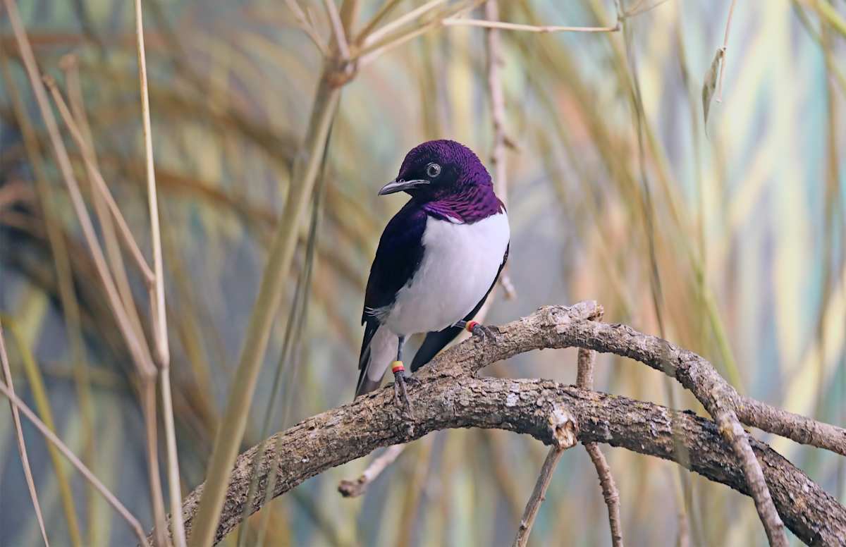Prince Starling by Debra Penney, RN, Image 1.