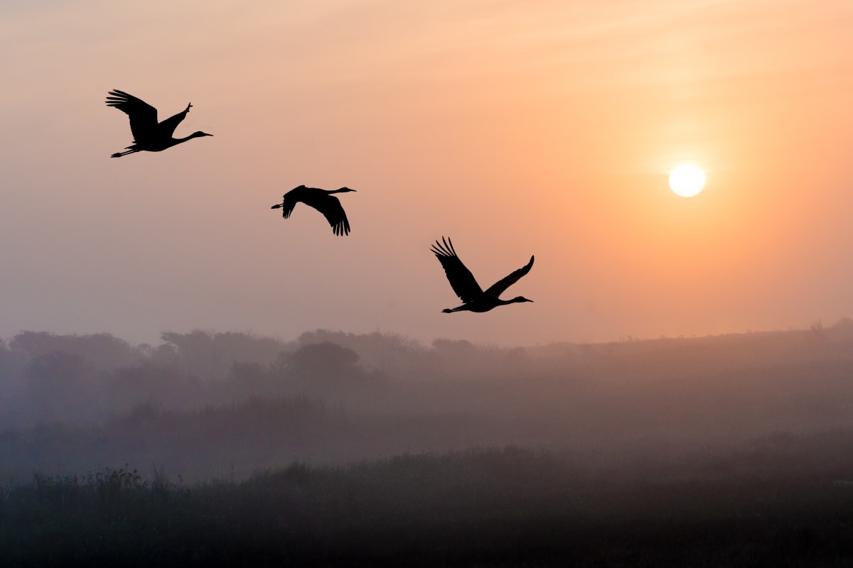 Morning Flight by Lindrel Thompson 