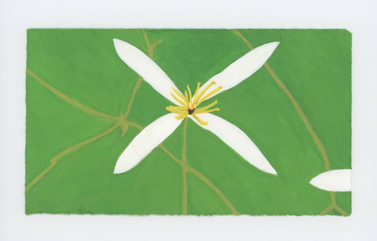 Autumn Clematis Blossom, #1906, Image 1.
