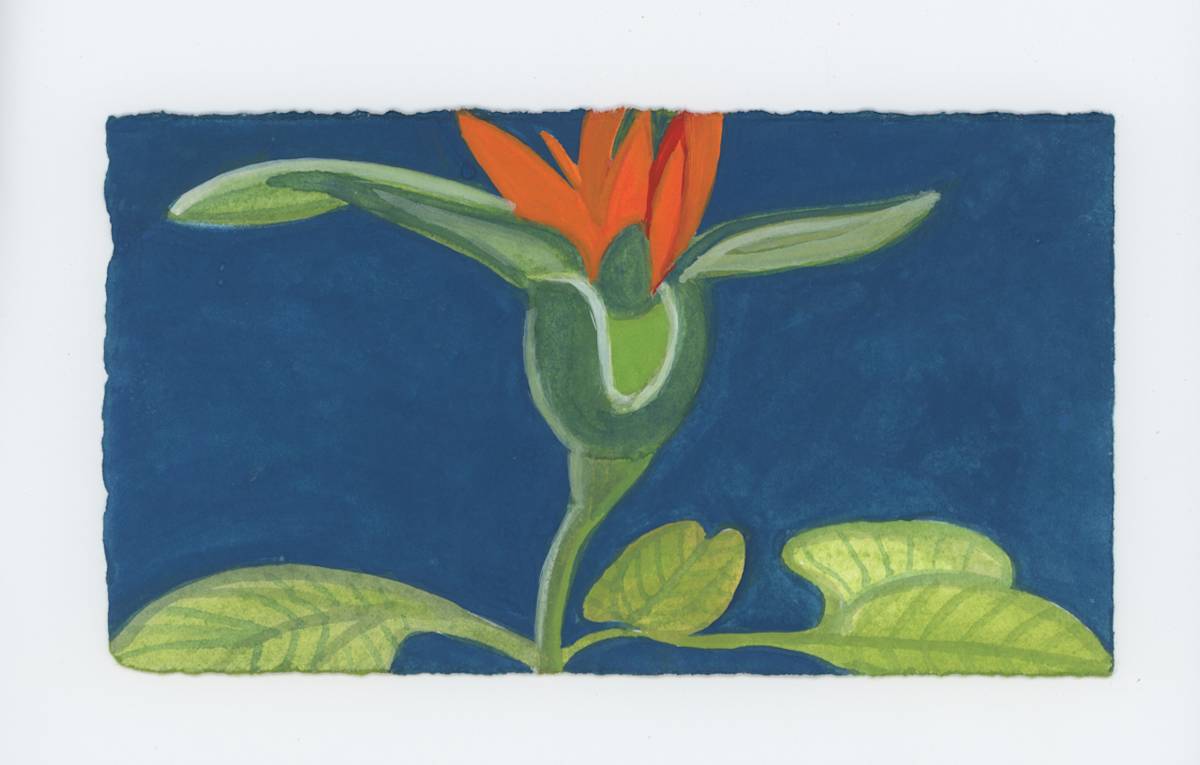 A New Velvety Mexican Sunflower, #1796, Image 1.
