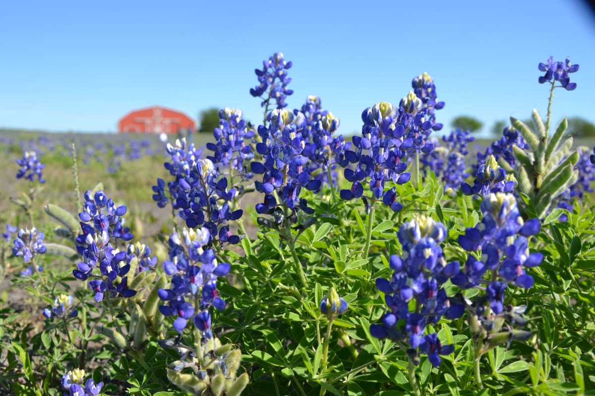 Bluebonnets by Maria Smith, RN 