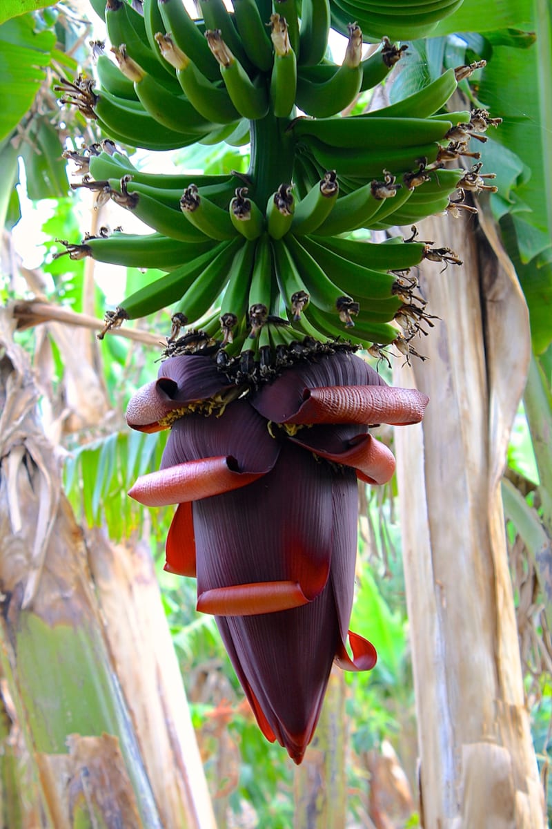 Banana Beauty by Ziad El-Zaatari, MD, Image 1.