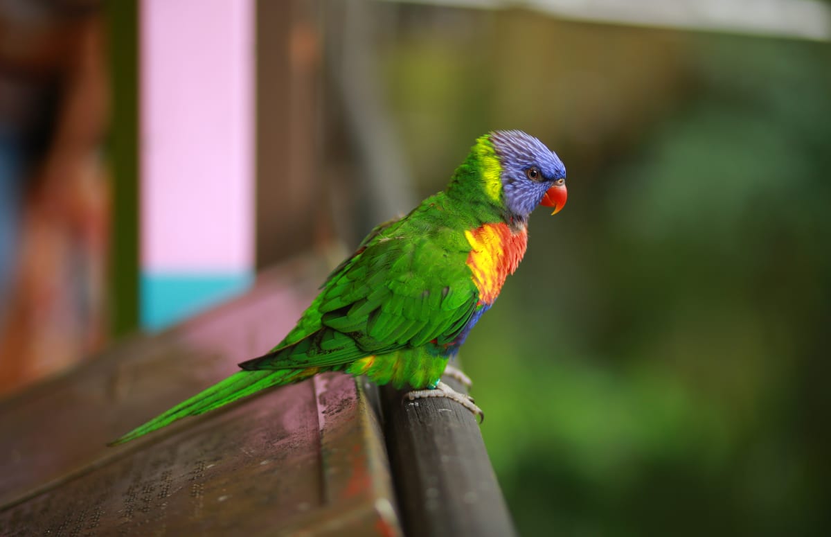 Rainbow lorikeet by Jerry Varghese, RN 