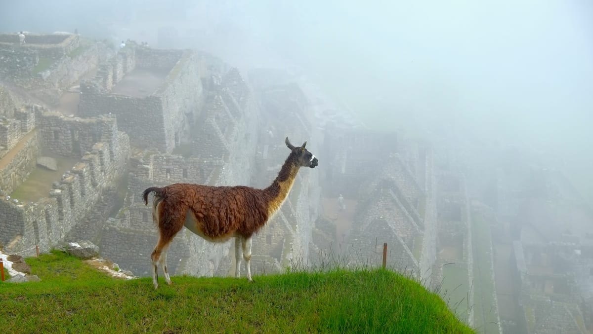 Hola!, Llama's view of MachuPichu, Peru by Ponraj Chinnadurai 