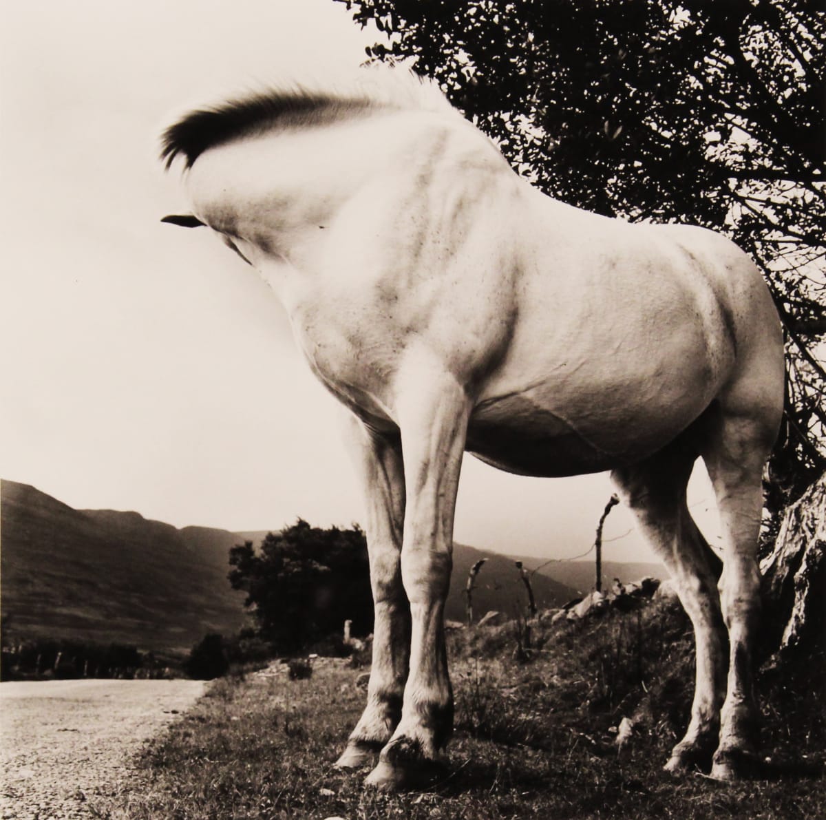 White Horse, Donegal, Ireland, from "Alen MacWeeney" portfolio by Alen MacWeeney 