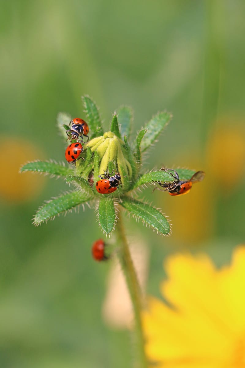 Ladies a Gatherin' by Debra Penney, RN 