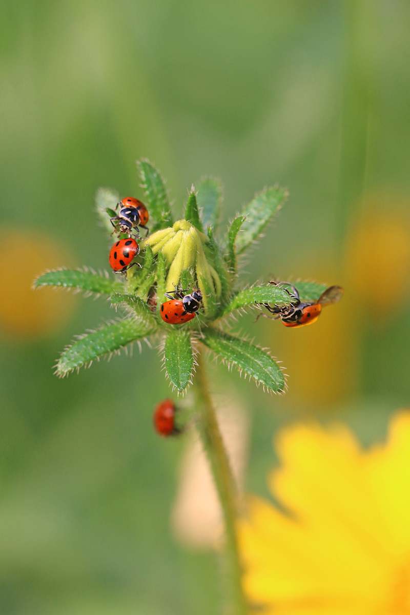 Ladies a Gatherin' by Debra Penney, RN, Image 1.