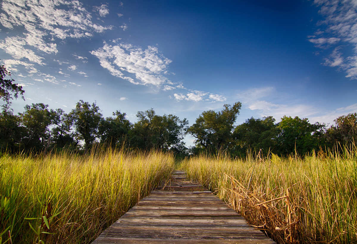 Dock to Swamp by Matthew Landry, Image 1.