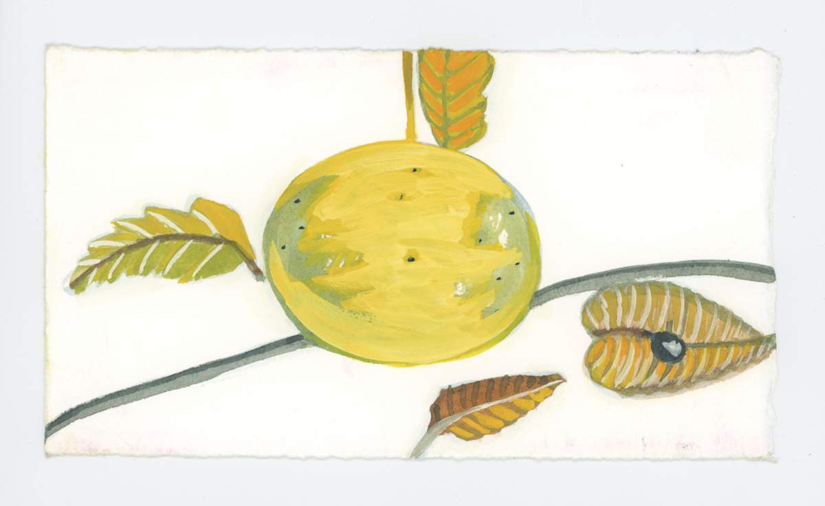 A Black Walnut, 2 Stems and 4 Leaves, #1920, Image 1.