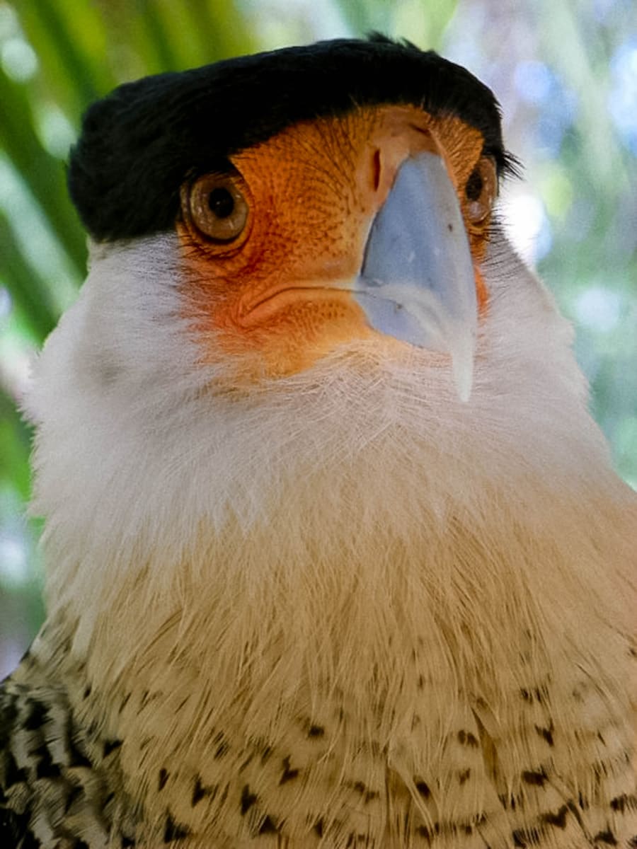 The Urban Caracara by Fernando Jose Cabrera, MD 